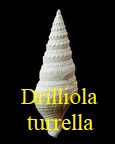 Drilliola turrella, Lamarck 1804